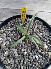 Agave horrida 'Perotensis' - 3 ltr