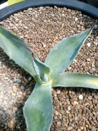 Agave x protifolia 'Emerald Giants'