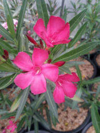 Nerium oleander 'Madame de Billy'