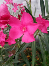Nerium oleander 'Claudia' / 'Ville de La Londe'