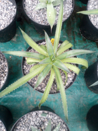 Agave horrida 'Perotensis' - 3 ltr