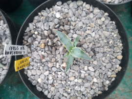Agave parrasana 'Sea Star' (oude naam: Agave ovatisana 'Sea Star') - 3 ltr