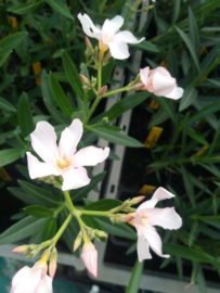 Nerium oleander 'Petite Salmon'