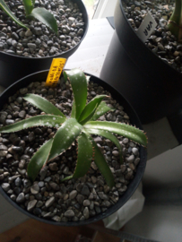 Agave horrida 'Perotensis' - 3 ltr