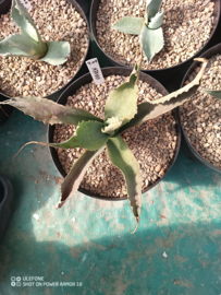Agave ovatifolia 'Kraken'   4.01 - 3 ltr