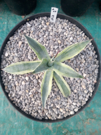 Agave ovatifolia 'Orca' - 1.01 - 10 ltr