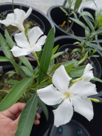 Nerium oleander 'Soeur Agnès' / 'Sister Agnes'