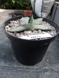 Agave ferox - 3 ltr