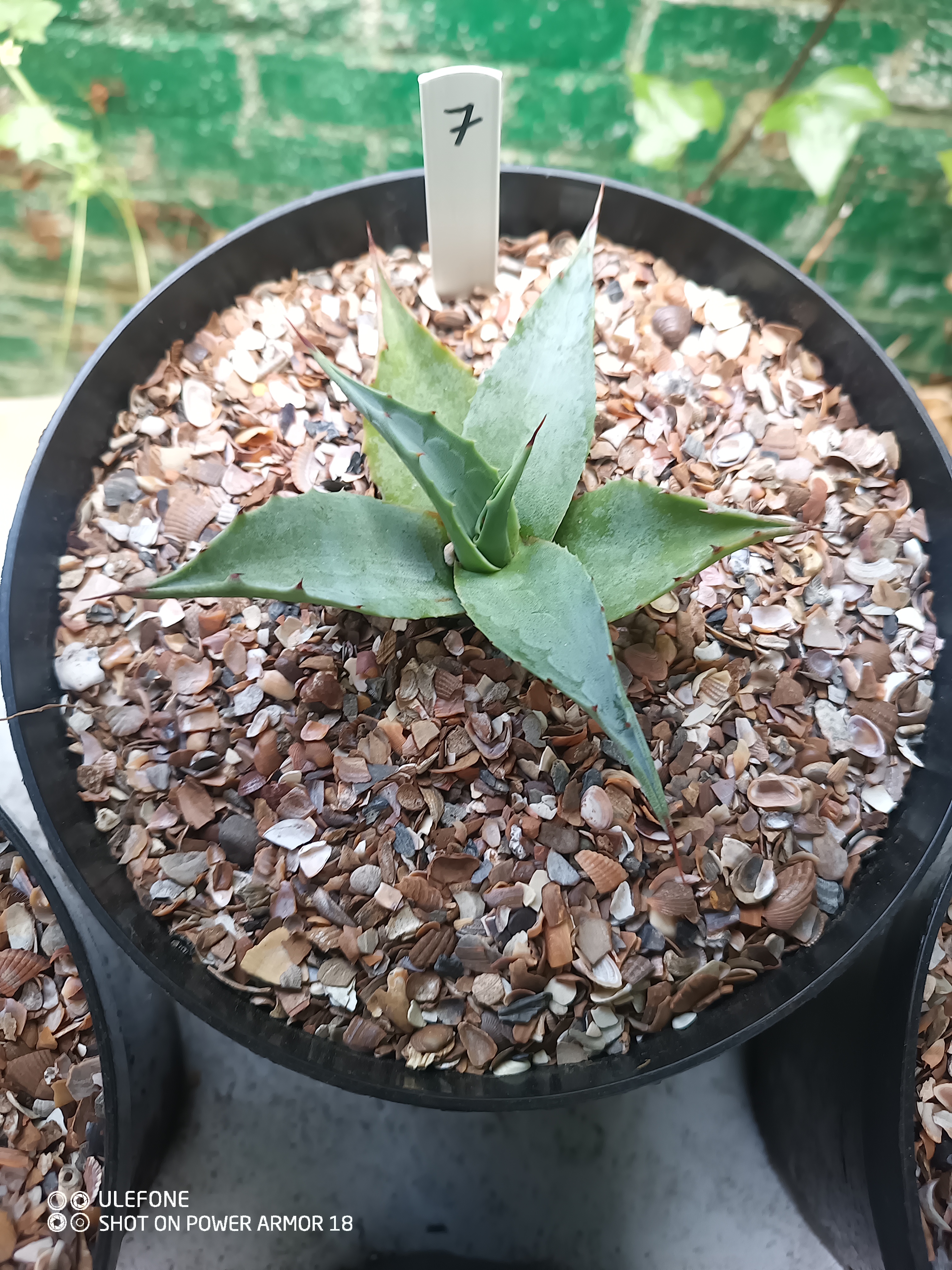 Agave ovatifolia 'Vanzie' 1.07 - 3 ltr