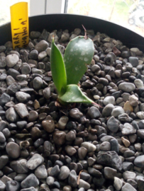 Agave parryi 'Chihuahua' - 01 - 3 ltr
