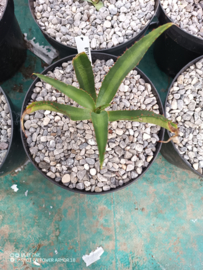 Agave x amourifolia 'Twisted Tongue' - 1.04 - 3 ltr