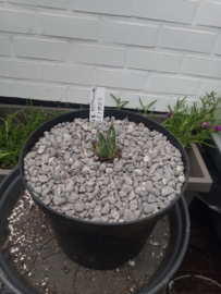 Agave victoria reginae - 02 - 3 ltr