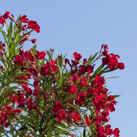 Nerium oleander 'Hardy Red' (Origineel)