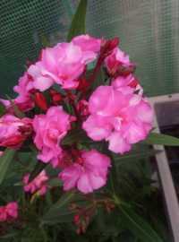 Nerium oleander 'Splendens Giganteum'