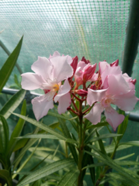 Nerium oleander 'Eurydike' / 'Eurydice' [ Irmtraud Gotsis collectie ]