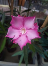 Nerium oleander 'Rose des Vents'