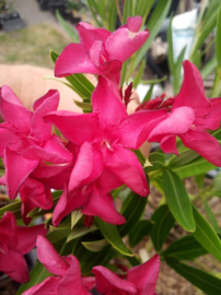 Nerium oleander 'Little Red' / 'Petite Red' / 'Maravenne'