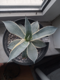 Agave seemanniana 'Variegata' - 3 ltr