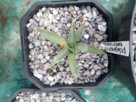 Agave mckelveyana x agave utahensis - 04 - 2 ltr