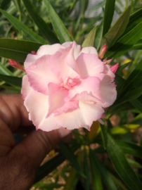 Nerium oleander 'Mrs. F. Roeding' / 'Rosée du Ventoux'