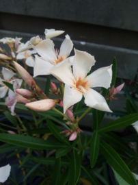 Nerium oleander 'Angiolo Pucci'