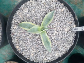 Agave ovatifolia 'Orca' - 1.02 - 10 ltr