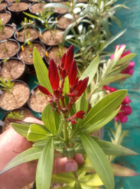 Nerium oleander 'Paseo'
