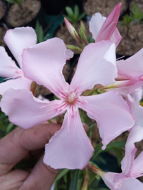 Nerium oleander 'Magaly'