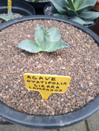 Agave ovatifolia 'Sierra Lampazos'