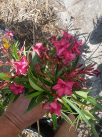 Nerium oleander 'Colnem'