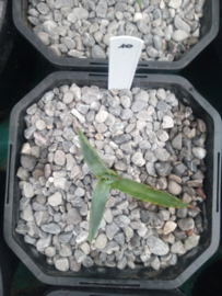 Agave mckelveyana x agave utahensis - 10 - 2 ltr