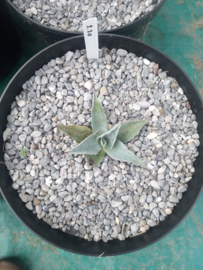 Agave ovatifolia 'Frosty Blue'   2.20 - 7,5 ltr