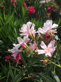 Nerium oleander 'Pink Beauty' / 'Hardy Pink' / 'Monrovia'