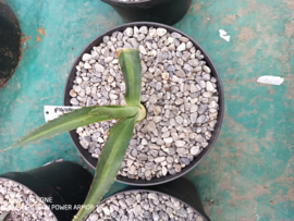 Agave x amourifolia 'Twisted Tongue' - 1.06 - 3 ltr