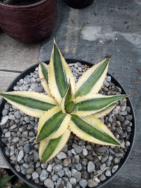 Agave lophantha 'Quadricolor' - 3 ltr