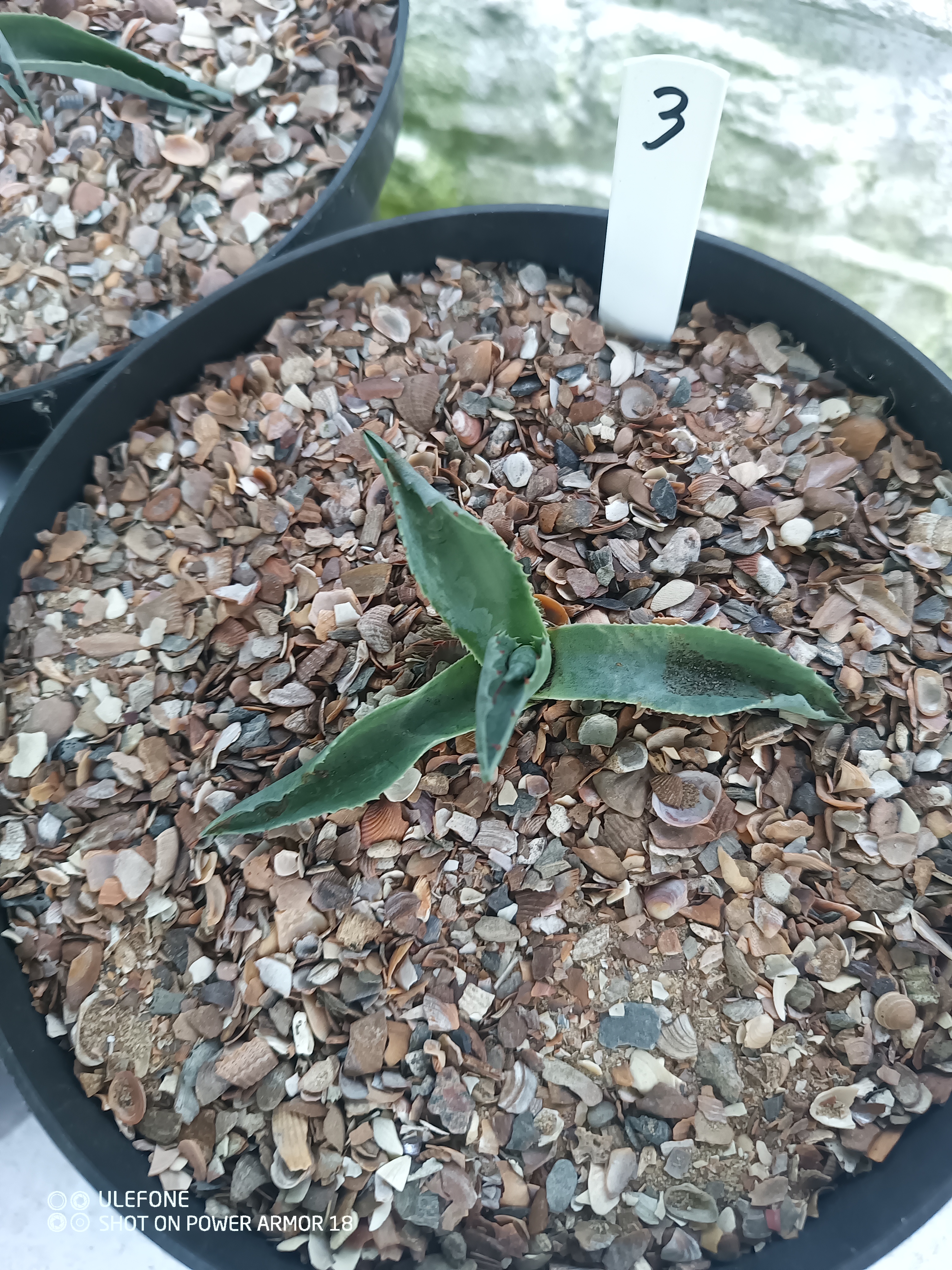 Agave ovatifolia 'Iced Heart' 1.03 - 3 ltr
