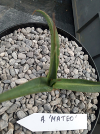 Agave mateo - 3 ltr