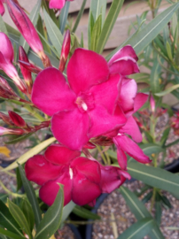 Nerium oleander 'Emile Sahut' / 'Scarlet Beauty'