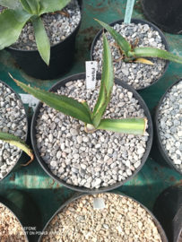 Agave x amourifolia 'Twisted Tongue' - 1.06 - 3 ltr