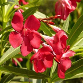 Nerium oleander 'Hardy Red' (Origineel)