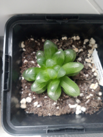 Haworthia cooperi var. Pilifera