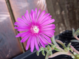 Delosperma cooperi