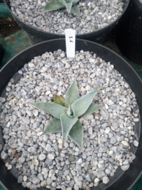 Agave ovatifolia 'Frosty Blue'   2.06 - 7,5 ltr