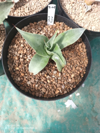 Agave ovatifolia 'Lava Flow' - 4.01 - 3 ltr