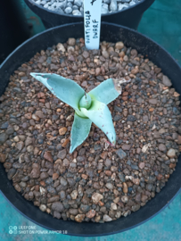 Agave ovatifolia 'Dwarf' - 1.07 - 3 ltr