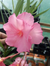 Nerium oleander 'Roseum Plenum'