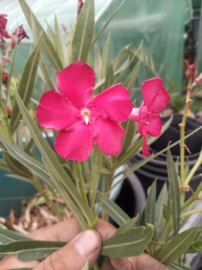 Nerium oleander 'Sainte Baume'
