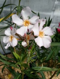 Nerium oleander 'Henri Cuers'