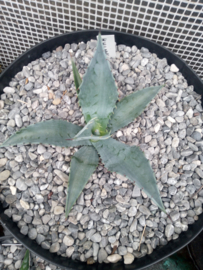 Agave chrysantha - 03 - 7,5 ltr