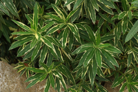 Nerium oleander 'Mrs. Runge' / 'Splendens Foliis Variegatis'